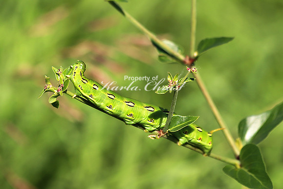 White-lined Sphinx Moth Caterpillar 4 - July 7, 2018