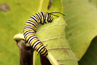 Monarch Caterpillar 6  - August 31, 2019 Glacial Lakes State Park