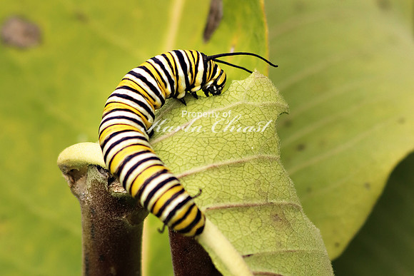 Monarch Caterpillar 6  - August 31, 2019 Glacial Lakes State Park