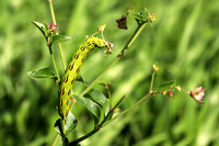 White-lined Sphinx Moth Caterpillar 8 - July 7, 2018
