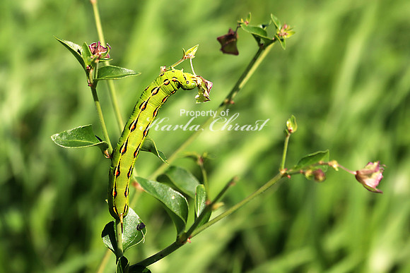 White-lined Sphinx Moth Caterpillar 8 - July 7, 2018