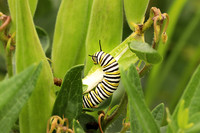 Monarch Caterpillar 4 - July 21, 2018 Big Stone National Wildlife Refuge Minnesota