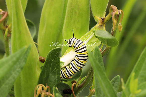 Monarch Caterpillar 4 - July 21, 2018 Big Stone National Wildlife Refuge Minnesota
