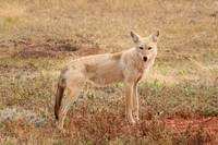 Coyote 4 - September 4, 2017 Wind Cave National Park South Dakota