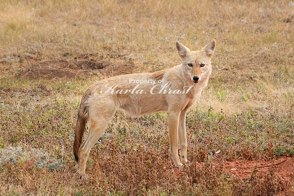 Coyote 4 - September 4, 2017 Wind Cave National Park South Dakota