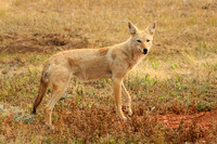 Coyote 3 - September 4, 2017 Wind Cave National Park South Dakota