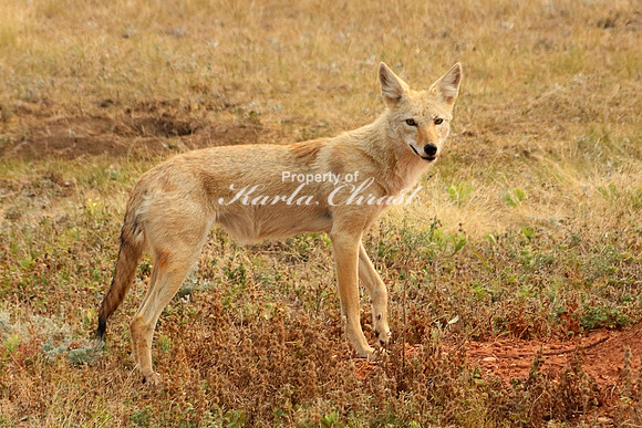 Coyote 3 - September 4, 2017 Wind Cave National Park South Dakota