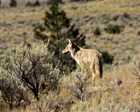 Coyote 2 - September 9, 2012 Yellowstone National Park