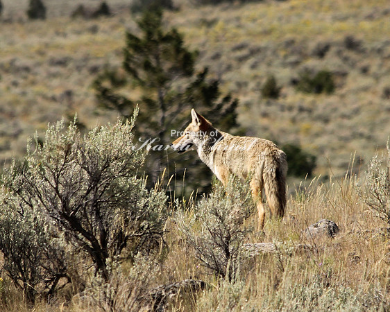 Coyote 2 - September 9, 2012 Yellowstone National Park