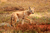 Coyote 5 - September 4, 2017 Wind Cave National Park South Dakota