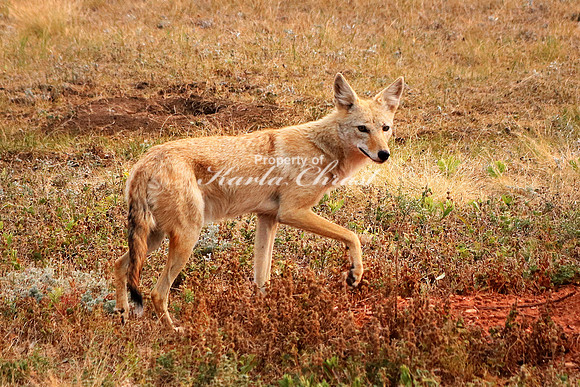 Coyote 5 - September 4, 2017 Wind Cave National Park South Dakota
