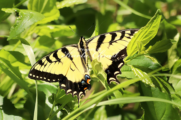 Eastern Tiger Swallowtail 16 - June 1, 2018