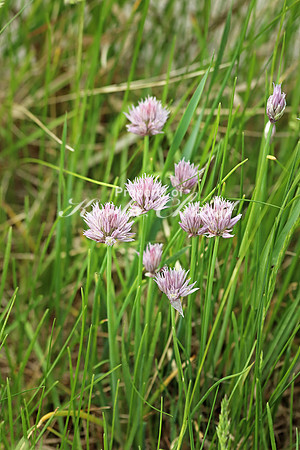 Wild Chives - June 1, 2018