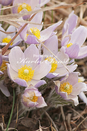 Pasque Flower 14 - April 16, 2016