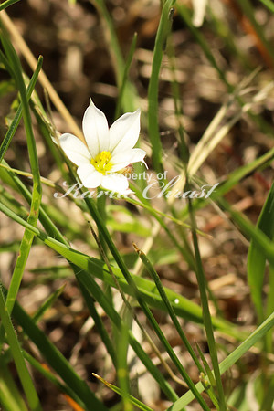 Prairie Blue-eyed Grass 1 - June 1, 2018