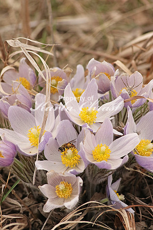Pasque Flower 6 - April 16, 2016