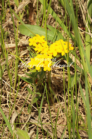 Hoary Puccoon 6 - June 1, 2018