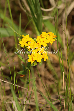 Hoary Puccoon 5 - June 1, 2018