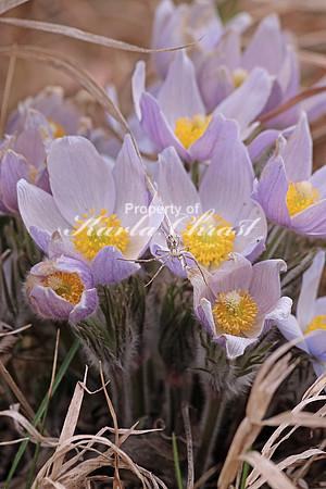 Pasque Flower 23 - April 16, 2016