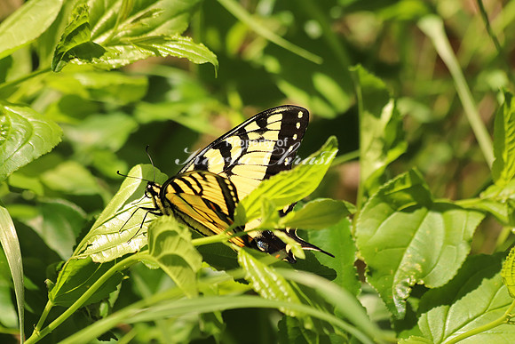 Eastern Tiger Swallowtail 17 - June 1, 2018