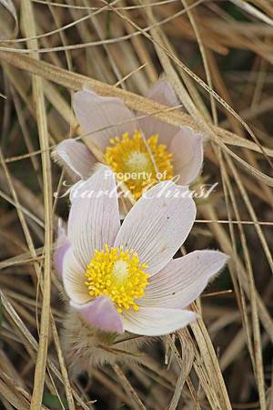 Pasque Flower 31 - April 16, 2016