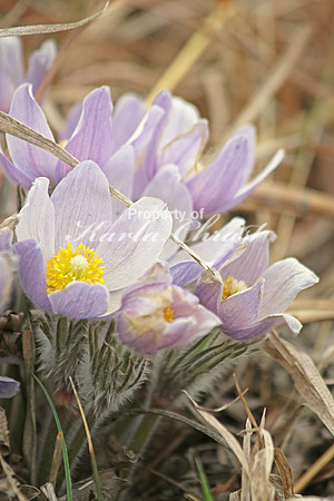Pasque Flower 28 - April 16, 2016
