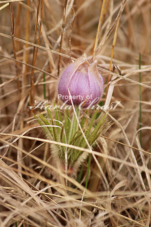 Pasque Flower 4 - April 16, 2016