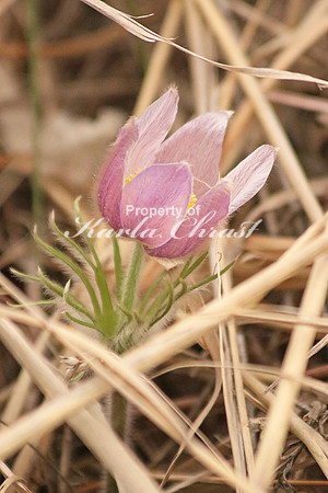 Pasque Flower 18 - April 16, 2016