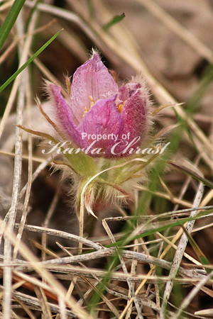Pasque Flower 30 - April 16, 2016