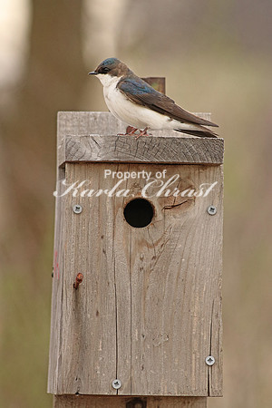 Tree Swallow 1 - April 16, 2016