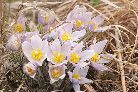 Pasque Flower 32 - April 16, 2016