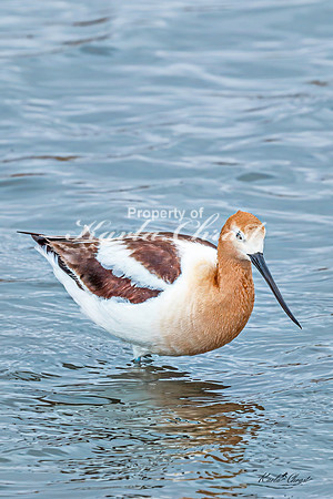 American Avocet 9 - May 02, 2025 - Huron Wetland Management District South Dakota