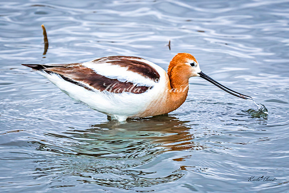 American Avocet 11 - May 02, 2025 - Huron Wetland Management District South Dakota