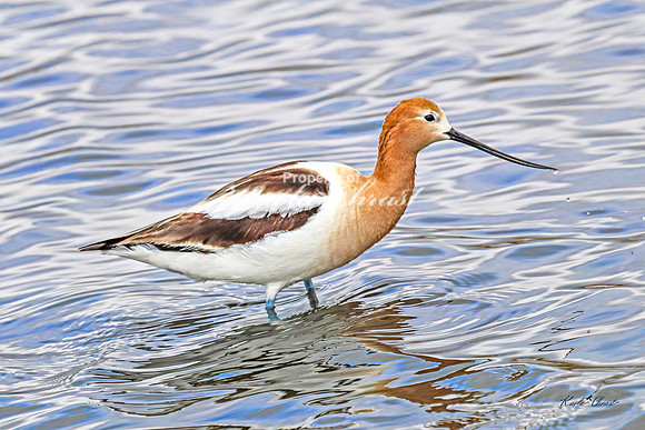 American Avocet 16 - May 02, 2025 - Huron Wetland Management District South Dakota