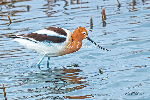American Avocet 17 - May 02, 2025 - Huron Wetland Management District South Dakota