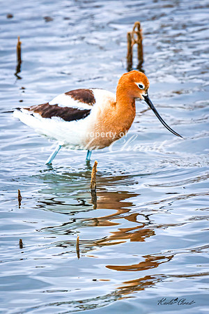 American Avocet 19 - May 02, 2025 - Huron Wetland Management District South Dakota