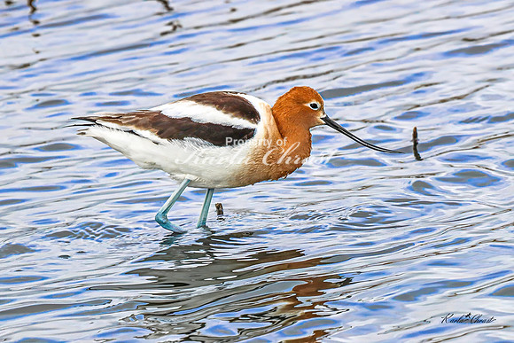 American Avocet 23 - May 02, 2025 - Huron Wetland Management District South Dakota