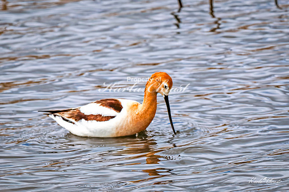 American Avocet 32 - May 02, 2025 - Huron Wetland Management District South Dakota