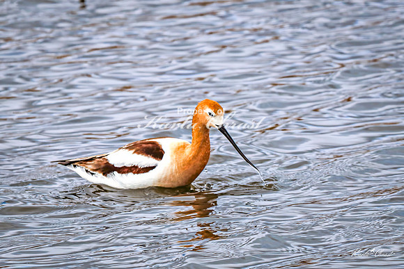 American Avocet 33 - May 02, 2025 - Huron Wetland Management District South Dakota