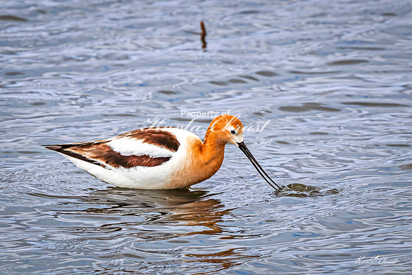American Avocet 35 - May 02, 2025 - Huron Wetland Management District South Dakota
