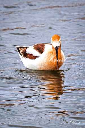 American Avocet 38 - May 02, 2025 - Huron Wetland Management District South Dakota