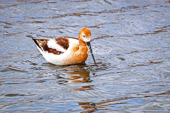 American Avocet 42 - May 02, 2025 - Huron Wetland Management District South Dakota