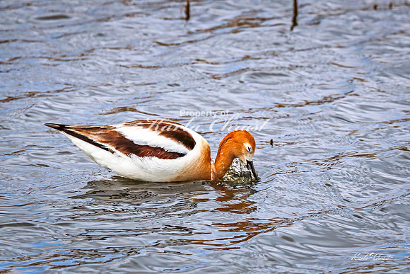 American Avocet 44 - May 02, 2025 - Huron Wetland Management District South Dakota