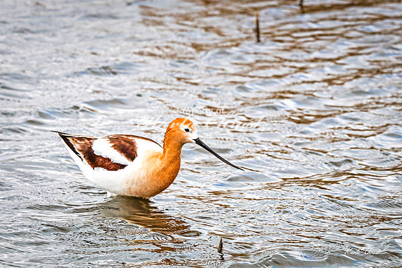American Avocet 47 - May 02, 2025 - Huron Wetland Management District South Dakota