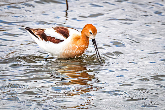 American Avocet 48 - May 02, 2025 - Huron Wetland Management District South Dakota