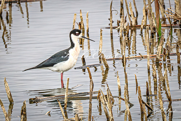 Black-necked Stilt 16 - May 02, 2025 - Huron Wetland Management District South Dakota