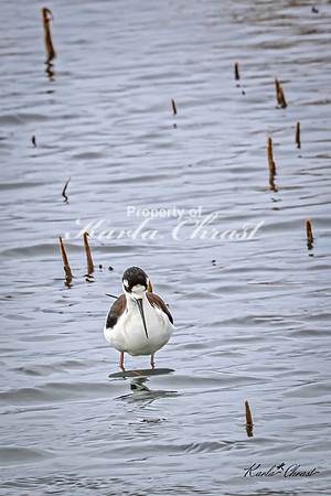 Black-necked Stilt 17 - May 02, 2025 - Huron Wetland Management District South Dakota