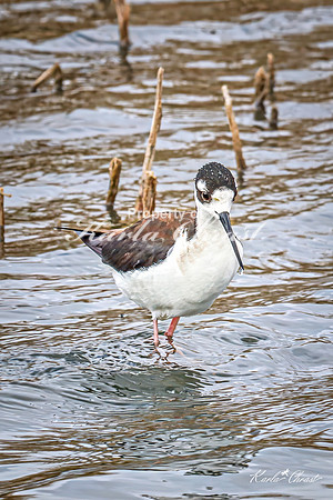 Black-necked Stilt 19 - May 02, 2025 - Huron Wetland Management District South Dakota