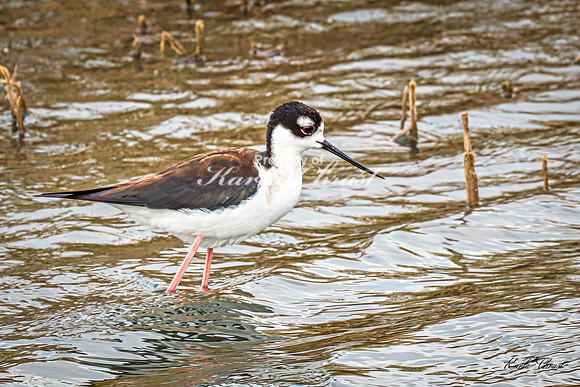 Black-necked Stilt 20 - May 02, 2025 - Huron Wetland Management District South Dakota