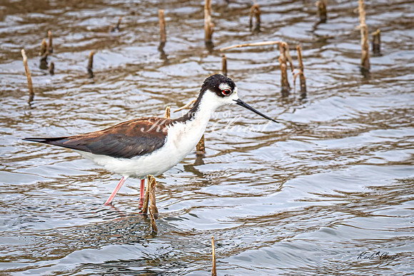 Black-necked Stilt 21 - May 02, 2025 - Huron Wetland Management District South Dakota